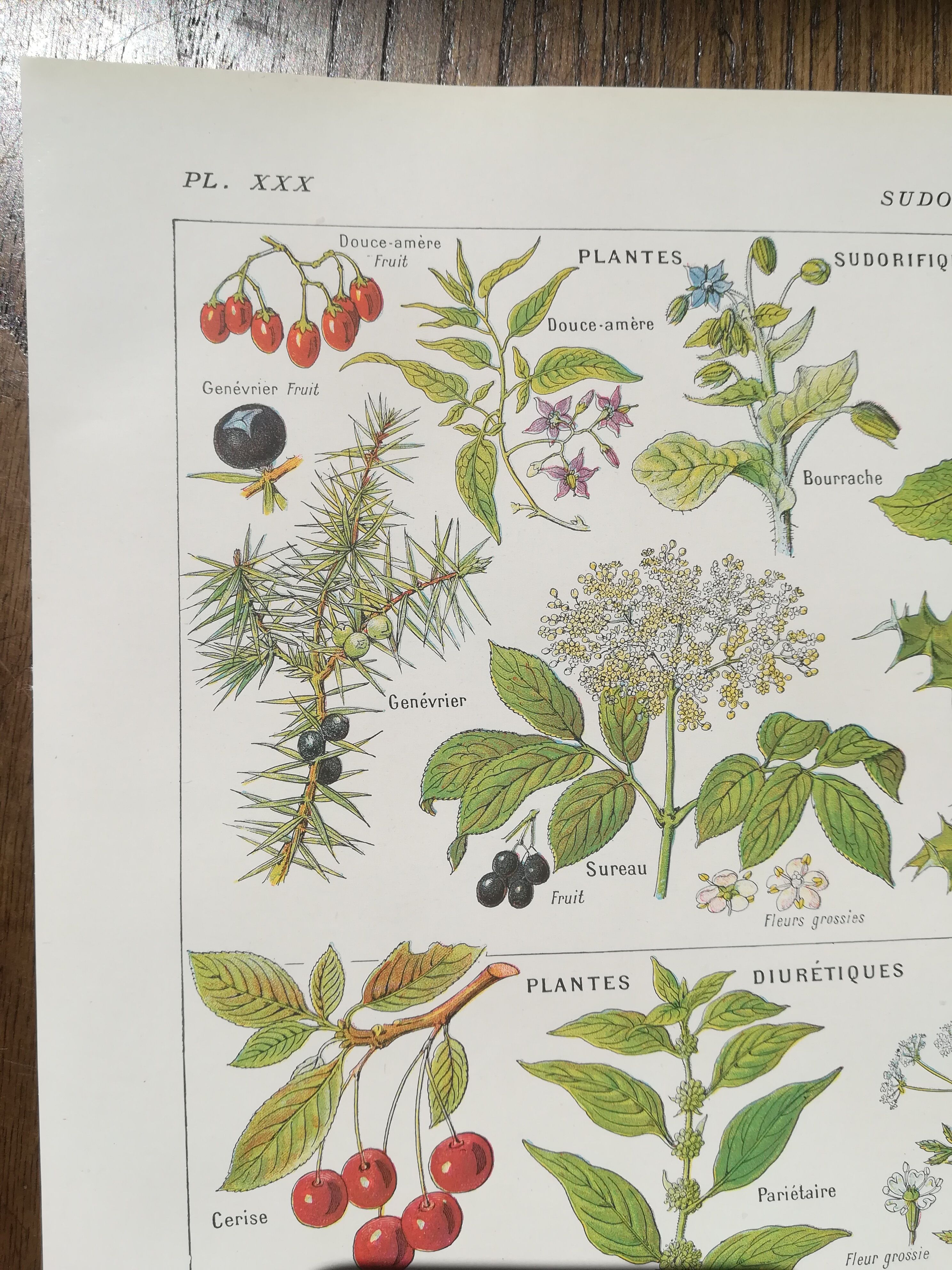 Lithograph on sweat plants from 1920