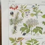 Lithograph on sweat plants from 1920
