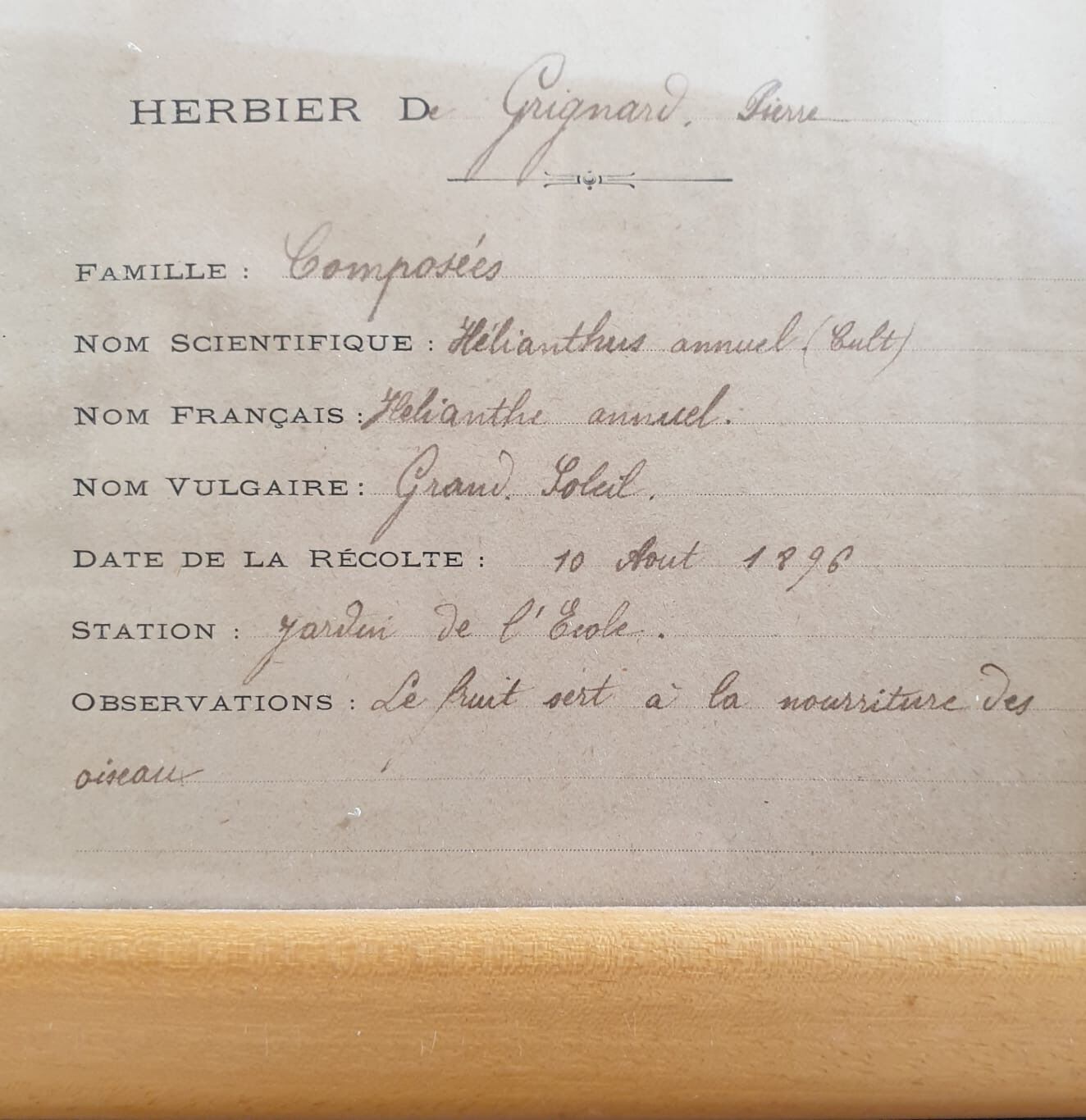 Herbarium boards late 19th