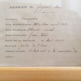 Herbarium boards late 19th