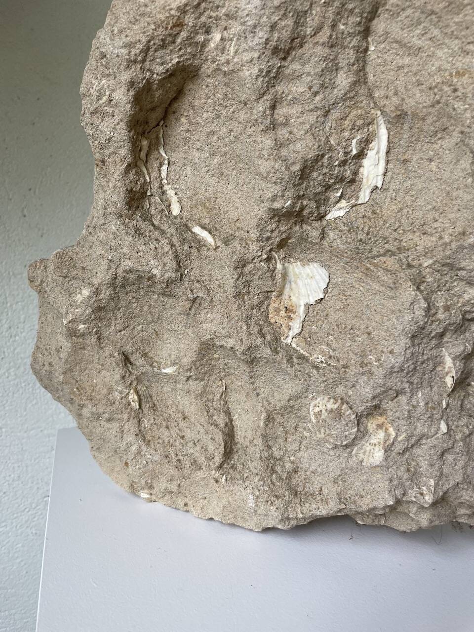 Fossil sedimentary rock and shell