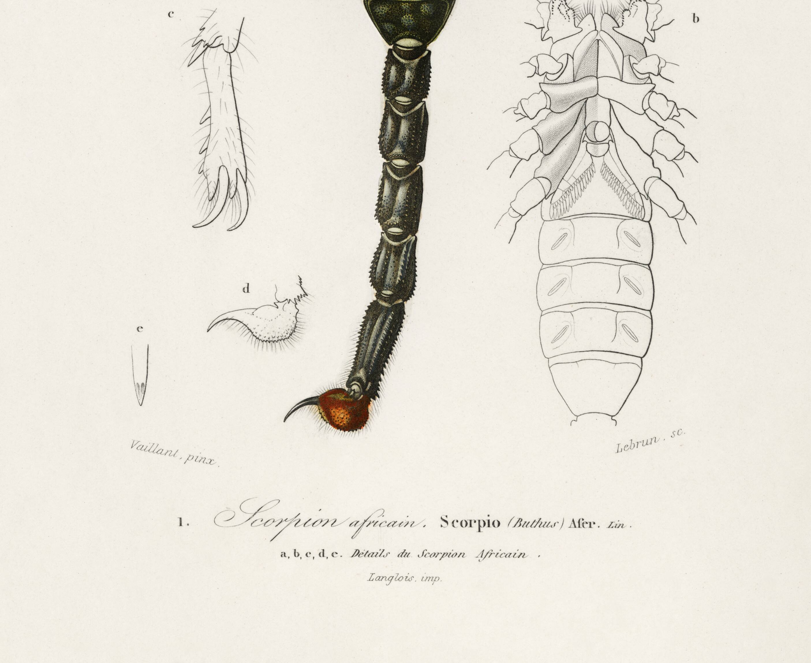 Poster about the scorpion, based on an old engraving from 1849.
