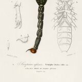 Poster about the scorpion, based on an old engraving from 1849.