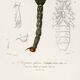 Poster about the scorpion, based on an old engraving from 1849.
