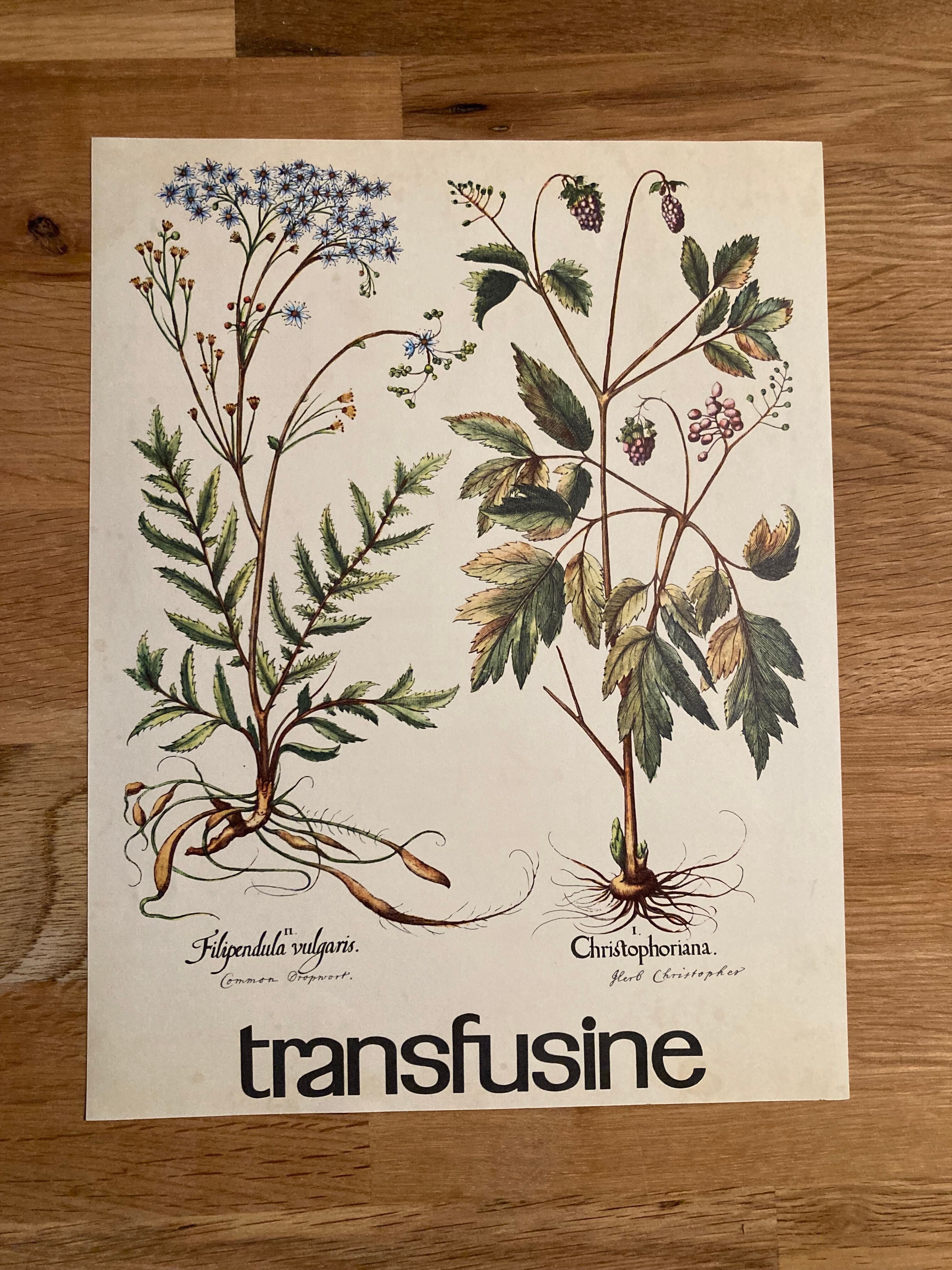 Affiche botanique la Filipendule et Herbe de Saint Christophe