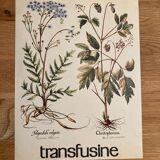 Botanical poster the Filipendule and Herb of Saint Christopher