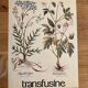 Affiche botanique la Filipendule et Herbe de Saint Christophe