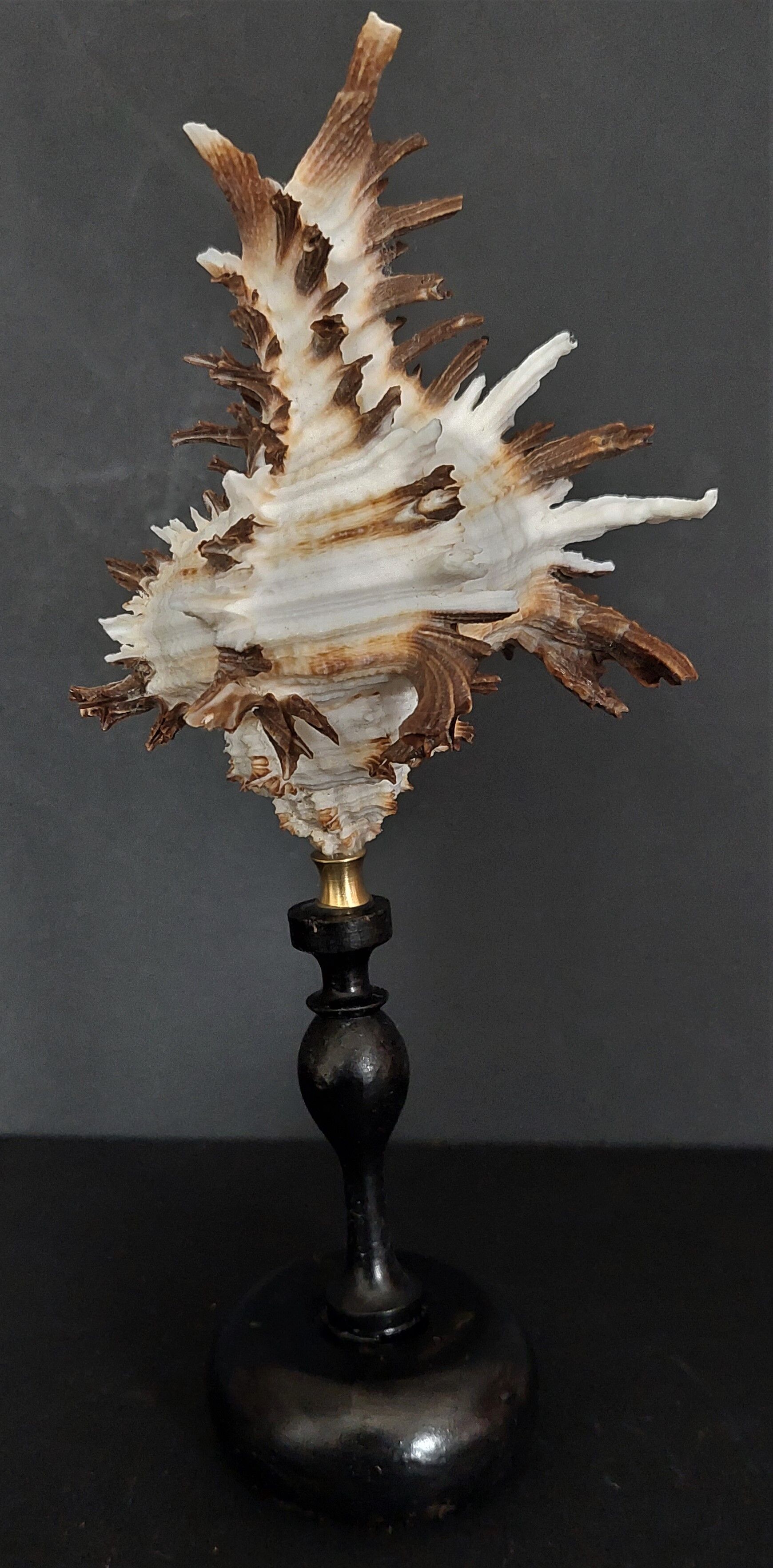 Cabinet of Curiosities shell hexaplex cichoreum on base