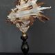 Cabinet of Curiosities shell hexaplex cichoreum on base