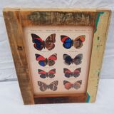 A4 photo frame in polychrome wood with butterfly naturalist board