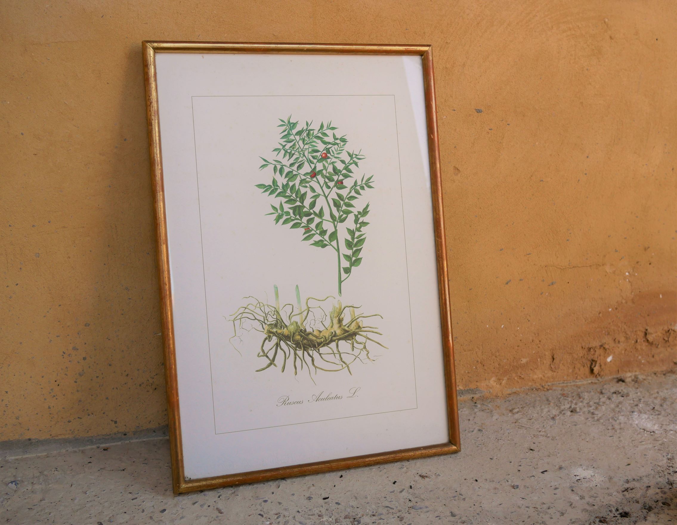 Vintage botanical poster "Ruscus Aculeatus"