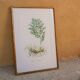 Vintage botanical poster "Ruscus Aculeatus"