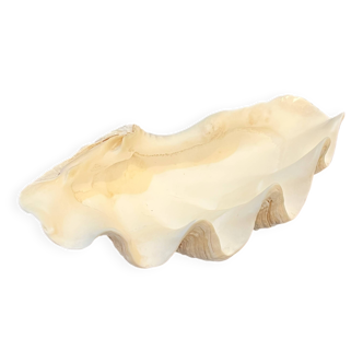 Grand vide-poches coquillage Bénitier naturel années 70 curiosités