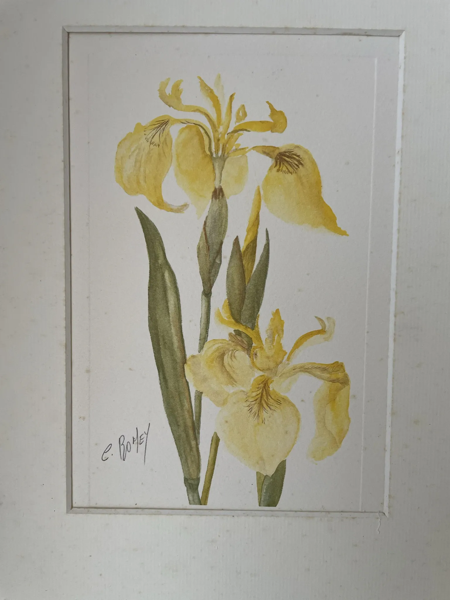 Duo d’aquarelles de Cecil Romey