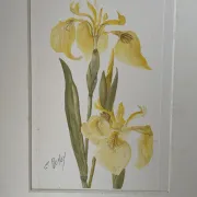 Duo d’aquarelles de Cecil Romey