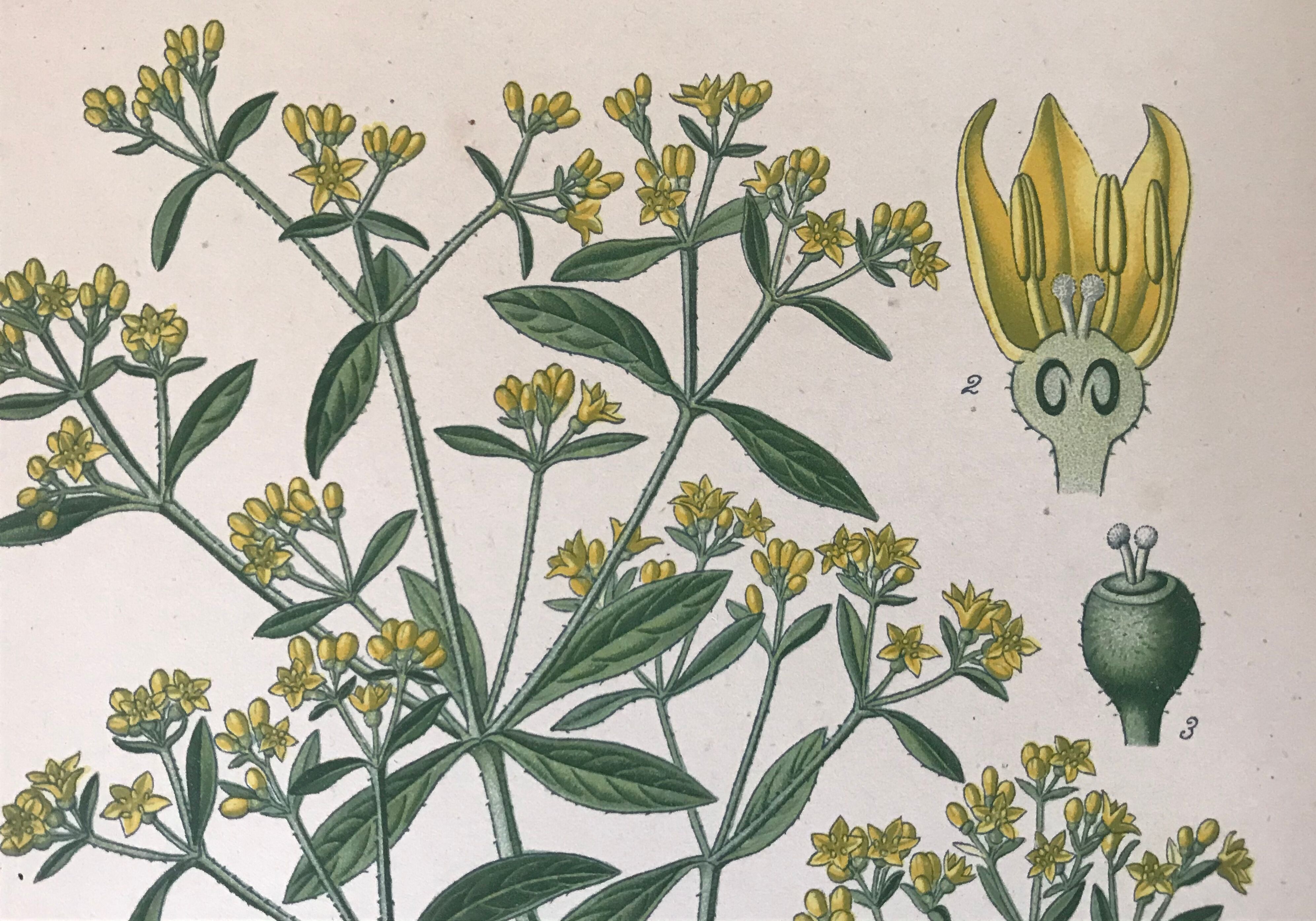 Planches botaniques de fleurs jaunes 1891