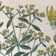 Planches botaniques de fleurs jaunes 1891
