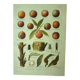 Planche botanique -1921- Dessertenne - Pèche - Illustration fruit pomologie