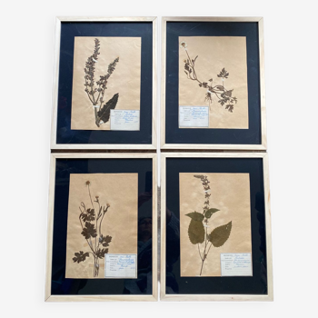 Lot 4 planches herbier 1929