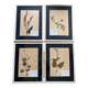 Lot 4 herbarium plates 1929