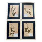 Lot 4 planches herbier 1929