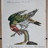 4 bird illustrations