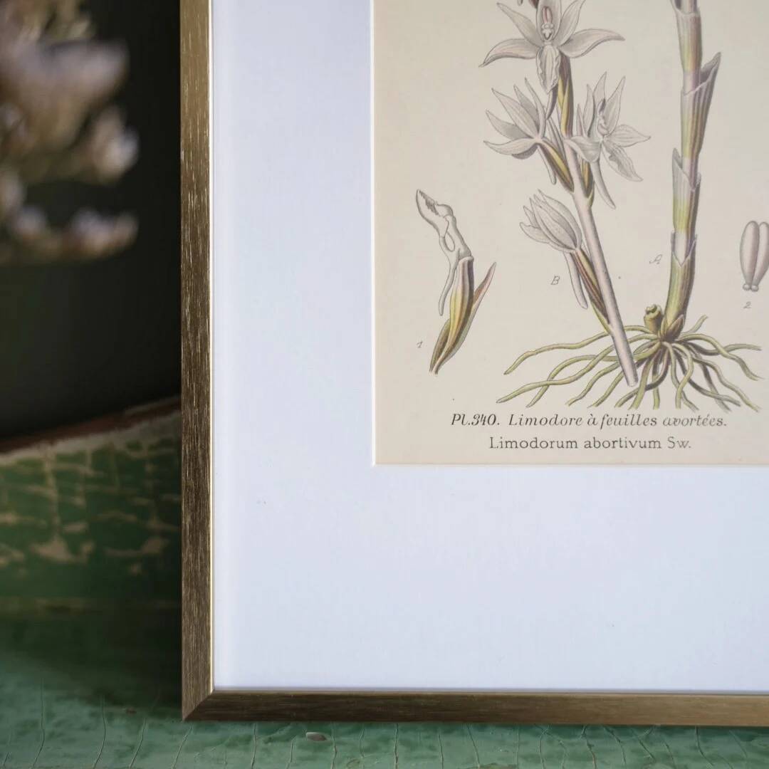 Botany under the Limodore frame