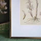 Botany under the Limodore frame