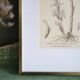 Botany under the Limodore frame