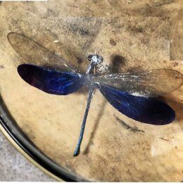 Curiosity cabinet medallion