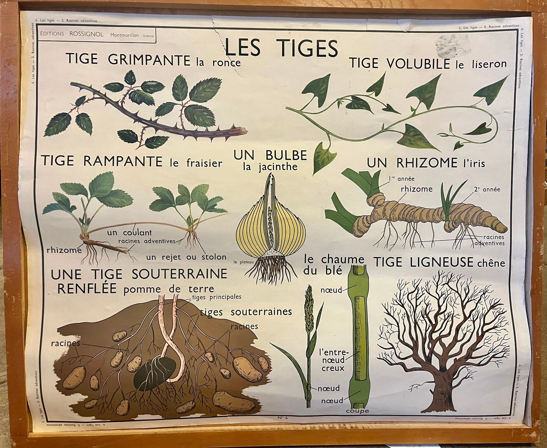 Food and/or Plant Poster - Adventitious Roots and Stems - Rossignol