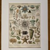 Lithograph on oceanography - 1900