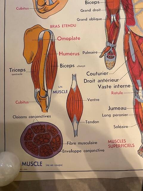 Old educational school poster the human body and muscles table n°1