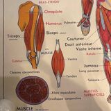 Old educational school poster the human body and muscles table n°1