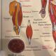 Old educational school poster the human body and muscles table n°1