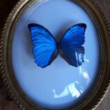 Papillon encadré morpho cadre ovale bombé bois doré