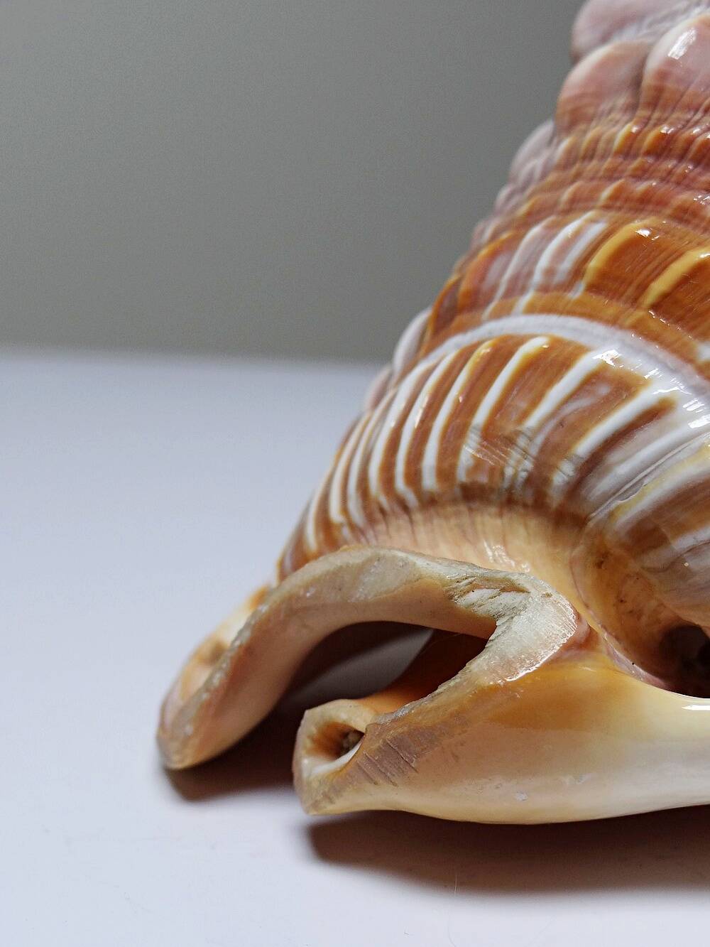 Vintage shell cabinet of curiosities Cypraecassis rufa 13cm