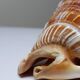 Vintage shell cabinet of curiosities Cypraecassis rufa 13cm
