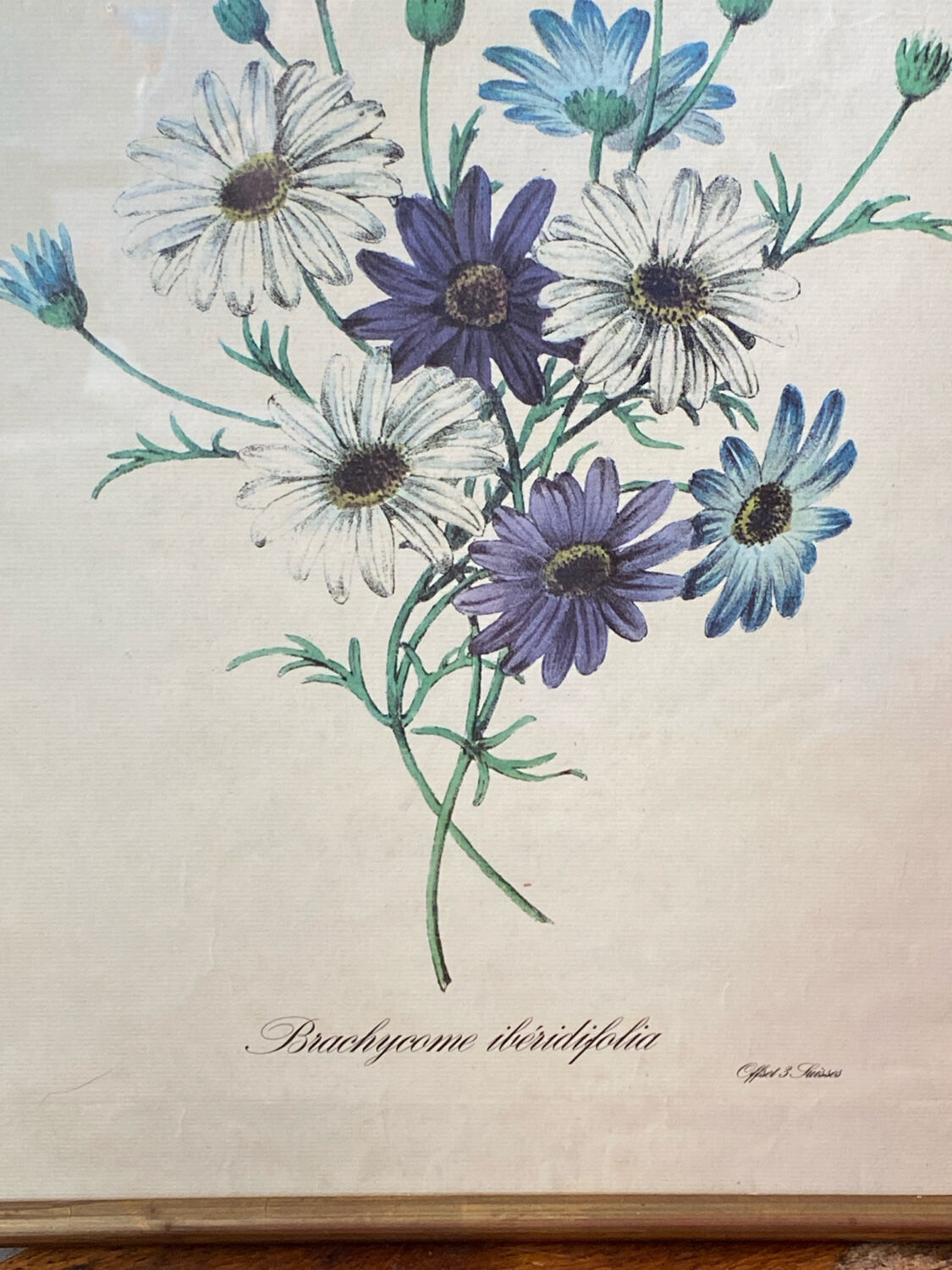 Poster, botanical plate Brachycome iberidifolia