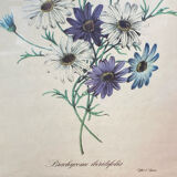 Poster, botanical plate Brachycome iberidifolia