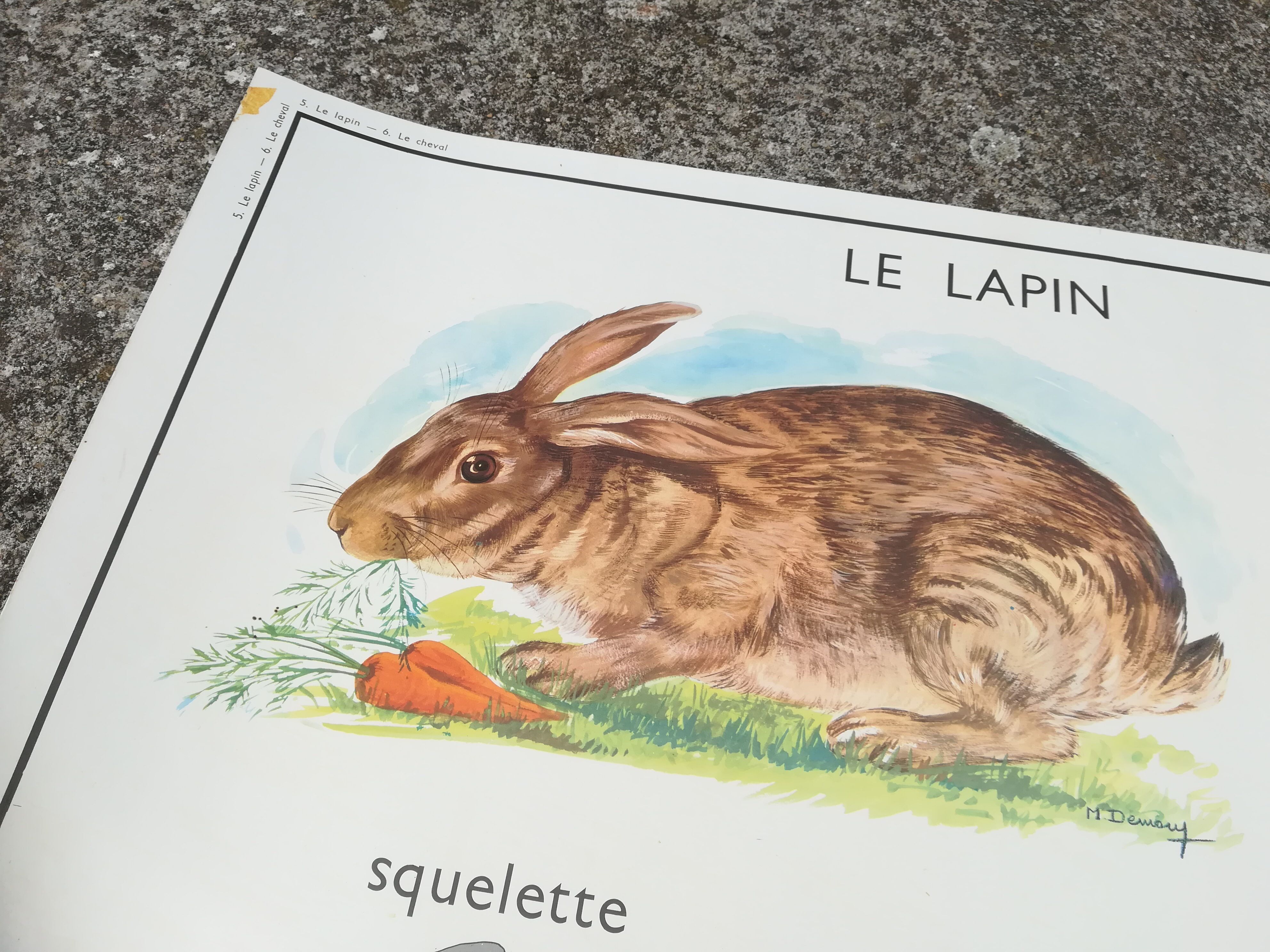 Rossignol pedagogical poster "The rabbit and the horse"