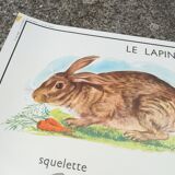 Rossignol pedagogical poster "The rabbit and the horse"