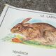 Rossignol pedagogical poster "The rabbit and the horse"
