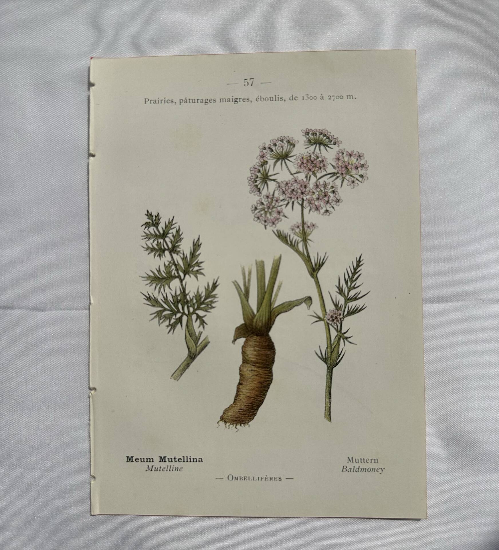 Old botanical plate 1800 France flower and plants nature