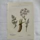 Old botanical plate 1800 France flower and plants nature
