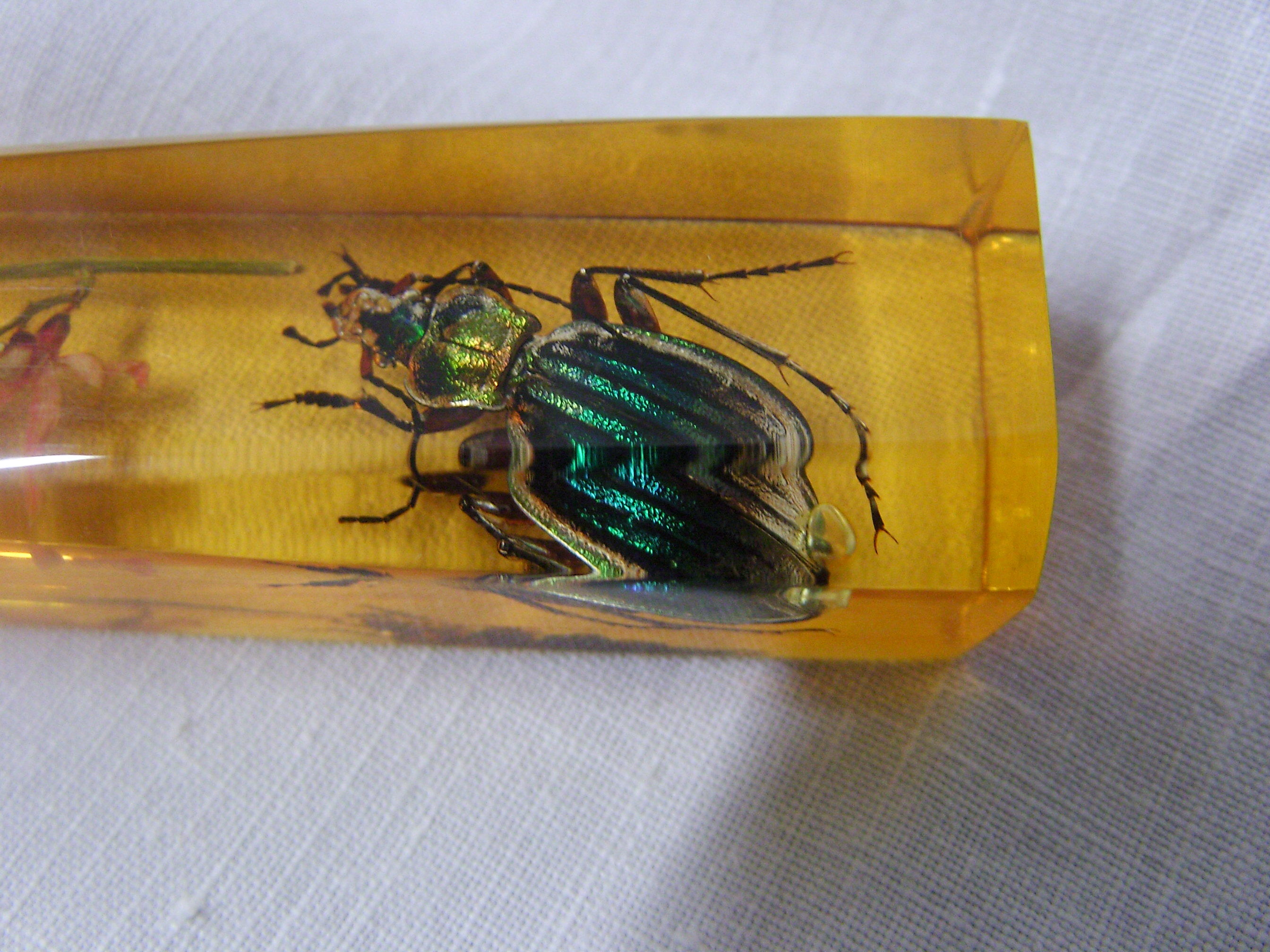 6 knife-wielding vintage insect inclusion