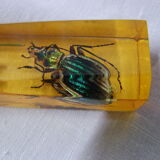 6 knife-wielding vintage insect inclusion