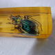6 knife-wielding vintage insect inclusion