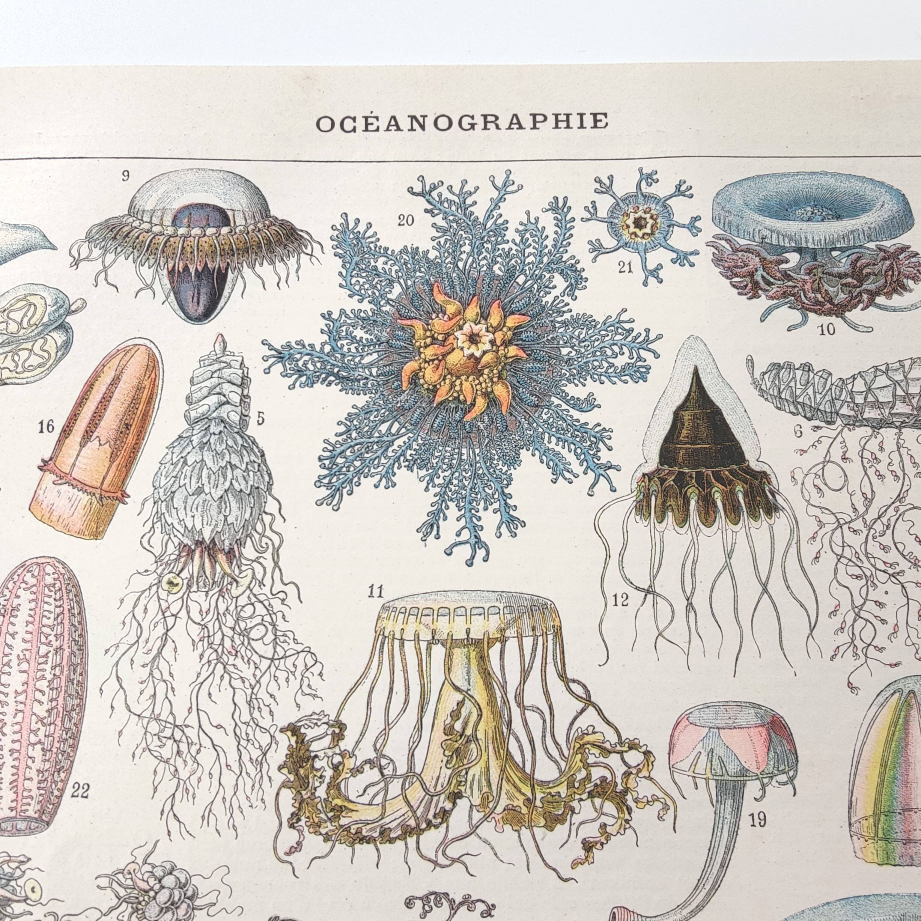 Lithograph plate world of the sea oceanography 1900