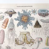 Lithograph plate world of the sea oceanography 1900